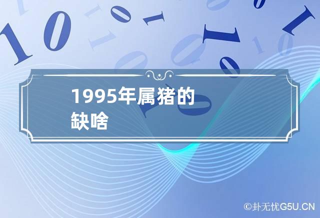 1995年属猪的缺啥