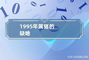 1995年属猪的缺啥