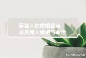 属猪人的婚姻宜与忌 属猪人婚姻与命运