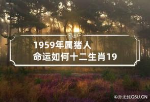 1959年属猪人命运如何 十二生肖1959年属猪