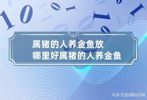 属猪的人养金鱼放哪里好 属猪的人养金鱼放哪里好一点