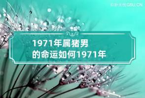 1971年属猪男的命运如何 1971年属猪男一生命运如何