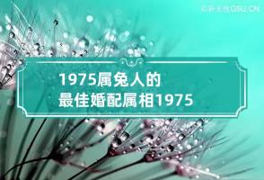 1975属兔人的最佳婚配属相 1975属兔人的最佳婚配属相1973年