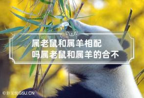 属老鼠和属羊相配吗 属老鼠和属羊的合不合