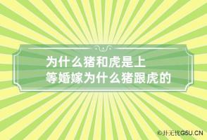 为什么猪和虎是上等婚嫁 为什么猪跟虎的不能配